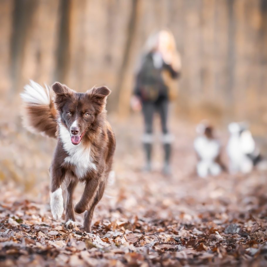 Janina Leick - Herzenssache Pfotografie Australian Shepherd red bi laufend